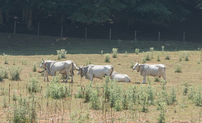 Cow and pastures Irpinia. Italian Apennines. Campania. South Ita