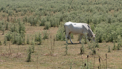 Cow and pastures Irpinia. Italian Apennines. Campania. South Ita