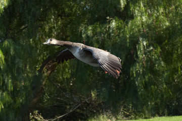 White headed Canada Goose flying by 