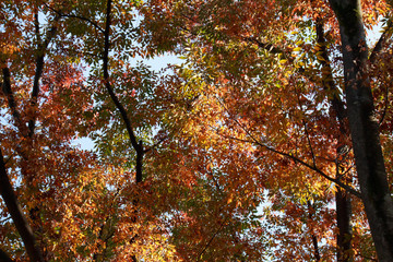 Autumn leaves of red leaves
