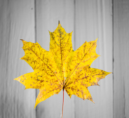 beautiful yellow autumn leaf on old white wooden background