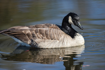 Canada Goose swimming in blue pond in California with mirror image