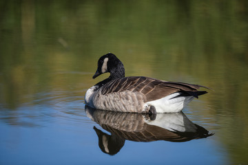 Obraz premium Canada Goose swimming in blue pond in California with mirror image