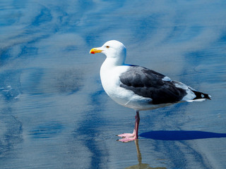 Close up of a lone seagull at the beach