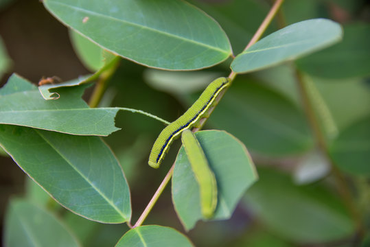 worm
