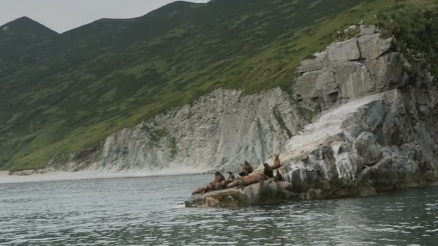 Rookery Steller sea lions. Island in Pacific Ocean near Kamchatka Peninsula stock footage video