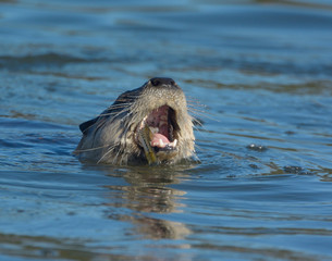 Riverotter with fish in mouth wide open