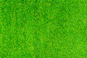 Green grass field, Natural background texture