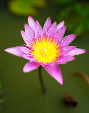 Purple lotus flower in pond, The beautiful lotus blossom