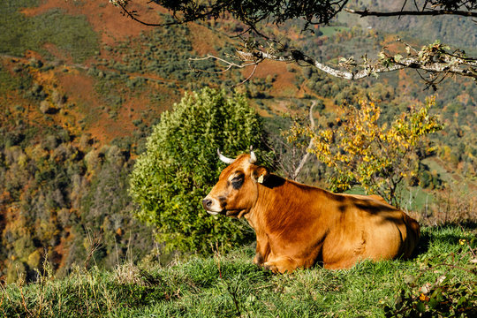 Cow in the meadows of the Leitariegos valley in Asturias, Spain
