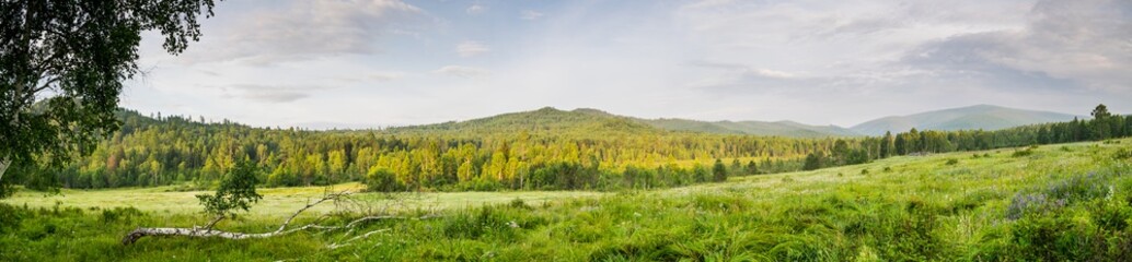 At the meadow under the birch tree