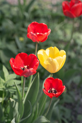 Obraz premium red and yellow tulips