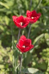 Obraz premium three red tulip