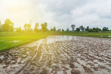 Thai Farmer using tiller tractor in rice field with sunlight