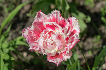 bright pink tulip