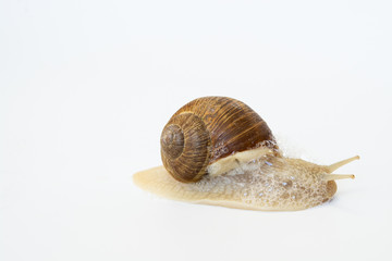 Weinbergschnecke (Helix pomatia)