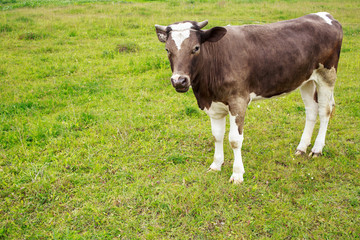 Fototapeta na wymiar the cow grazes