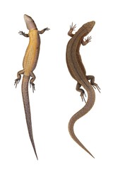 Fototapeta premium Lizard from two parties (paunch, back) isolated on white background (Zootoca Vivipara)