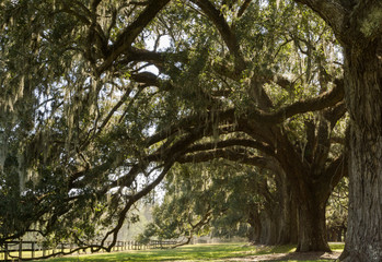 oak trees and Spanish moss in South Carolina
