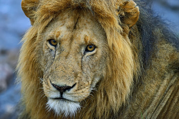 Lion in the savannah