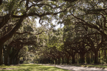 oak trees and Spanish moss in South Carolina