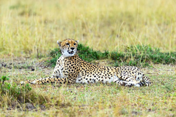 Cheetah in the African savanna