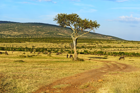 A herd of wildebeest