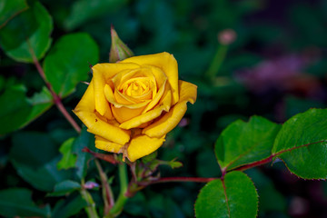 Beautiful Rose in Full Blossom