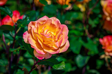 Beautiful Rose in Full Blossom
