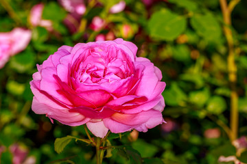 Beautiful Rose in Full Blossom