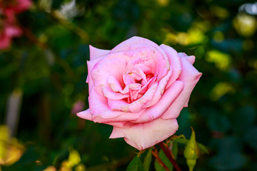 Beautiful Rose in Full Blossom