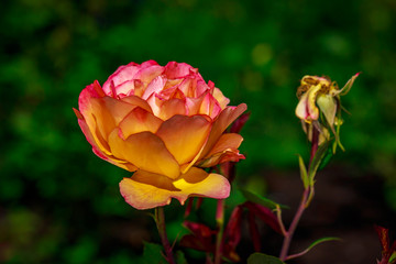 Beautiful Rose in Full Blossom