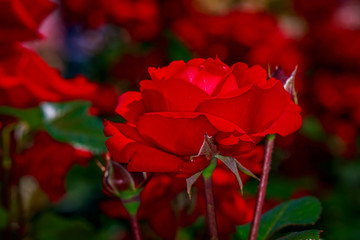 Beautiful Rose in Full Blossom