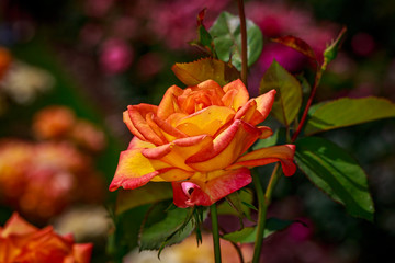 Beautiful Rose in Full Blossom