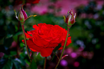 Beautiful Rose in Full Blossom