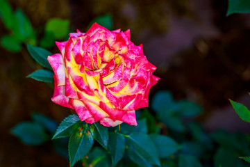 Beautiful Rose in Full Blossom