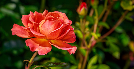 Beautiful Rose in Full Blossom