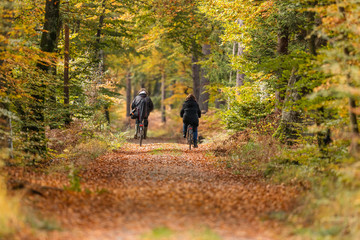 darßer wald