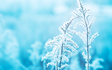Naklejka premium Frozen winter meadow close up - nature details