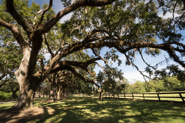 oak trees and Spanish moss in South Carolina