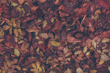 damp dirty leaf litter background with vintage color effect for book cover or brochure design