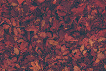 damp dirty leaf litter background with vintage color effect for book cover or brochure design