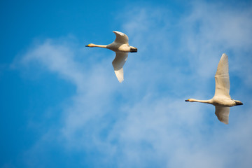 飛ぶ２羽の白鳥