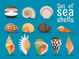 Sea shells isolated on blue background. Seashell set vector illustration for your sea design