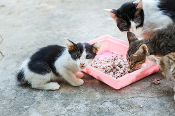 homeless cat and little kitty eating rice on dish