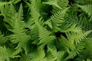 Fototapeta na wymiar Rich green fern closeup. Floral background.