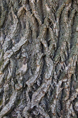 Old Wood Tree Texture Background
