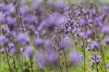  Meadow with blooming blue cornflowers, blur. Floral background.