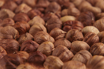 Hazelnut background. Pile of selected hazel close-up. For vegetarians.