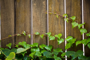 Ivy leaves draped over a bright wooden wall.